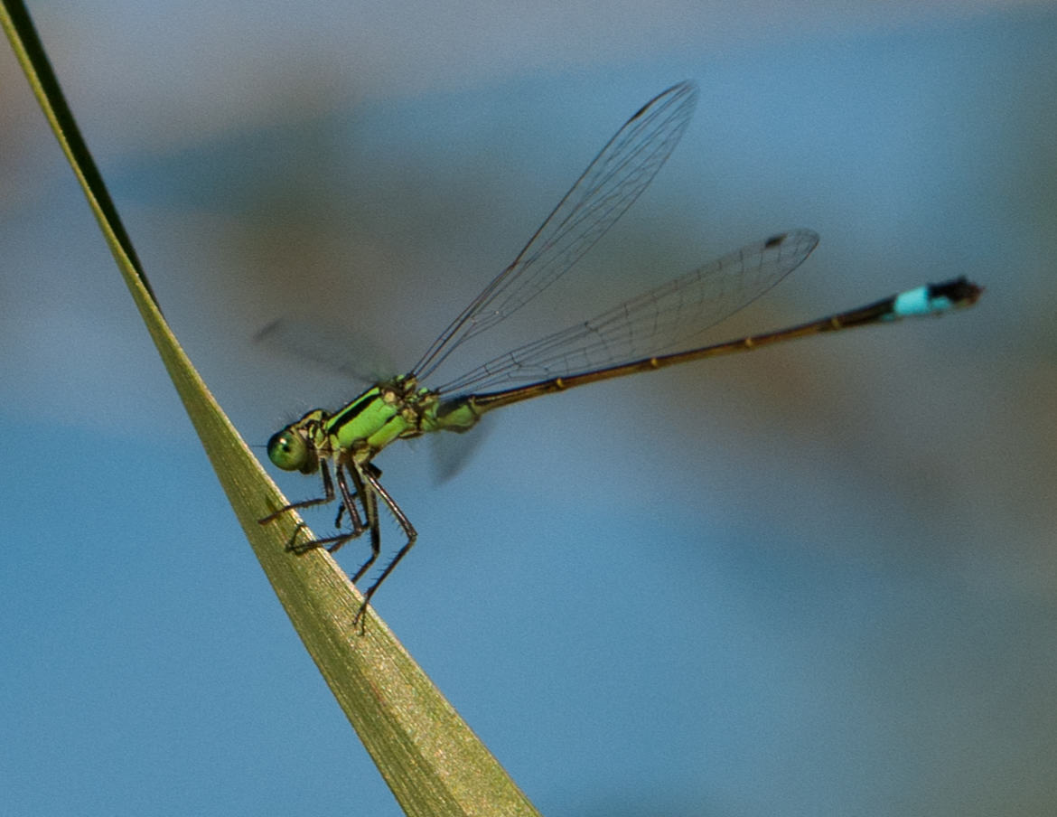 Une jolie demoiselle