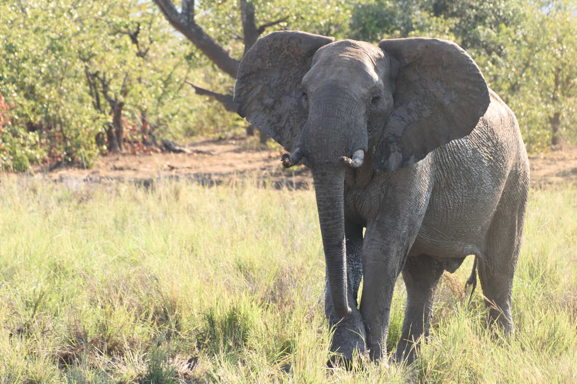 Un éléphant