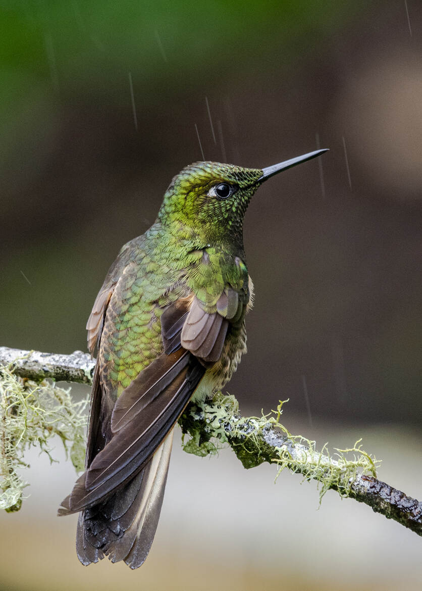 le colibri et la pluie