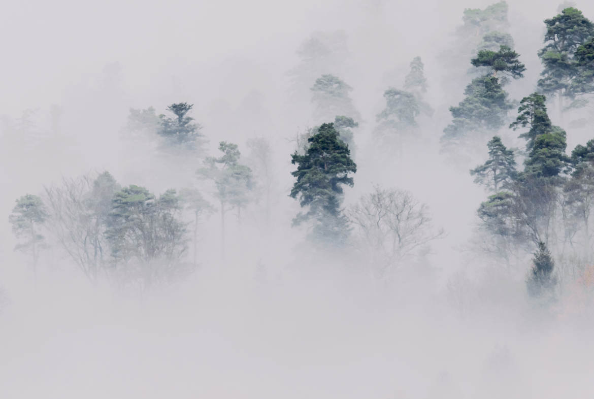 Les arbres perdus