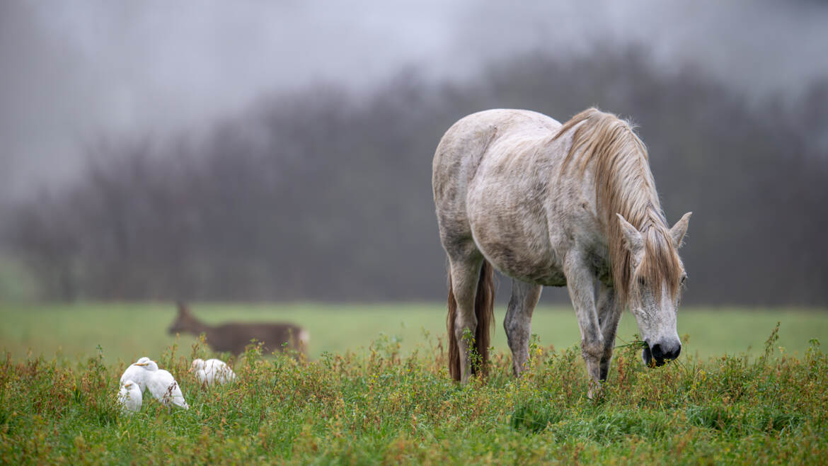 Cohabitation réussie