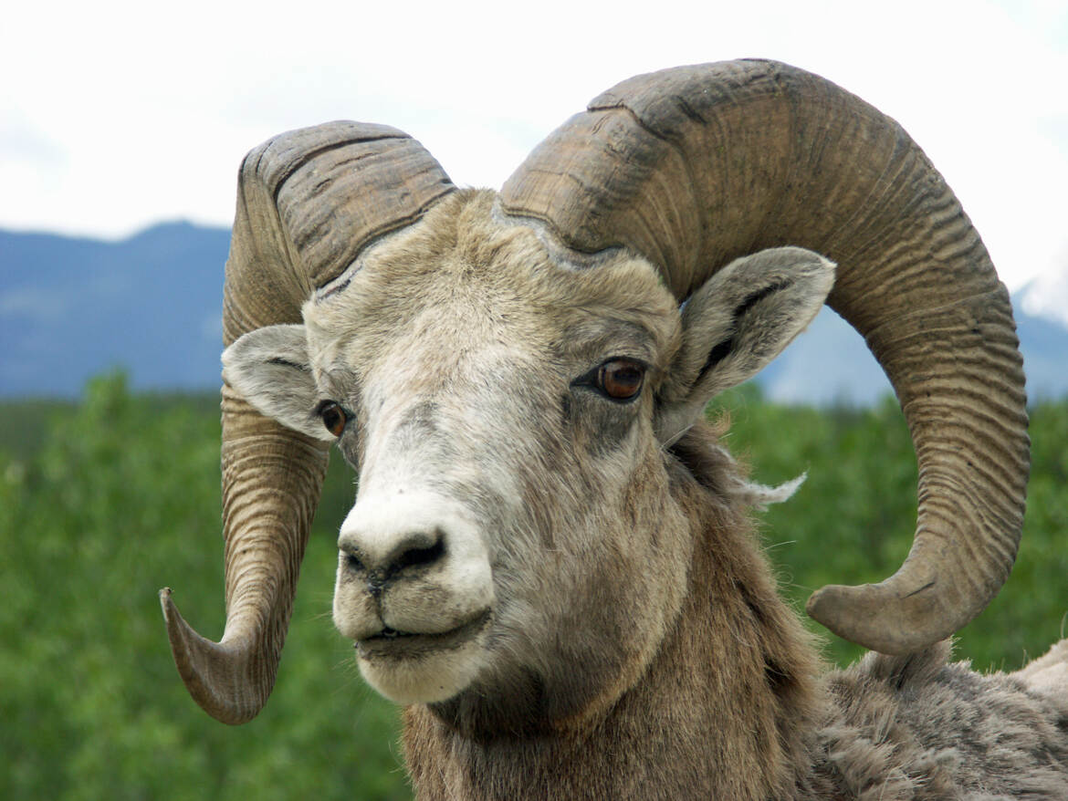 Mouflon