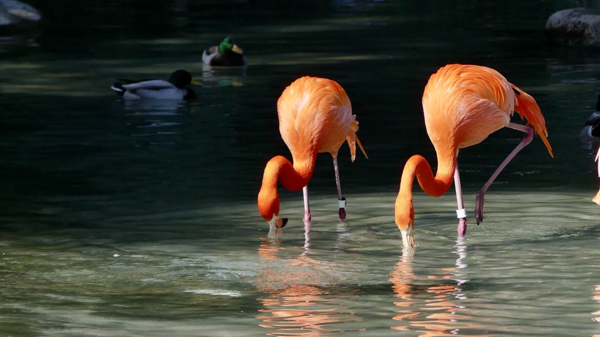 Flamants