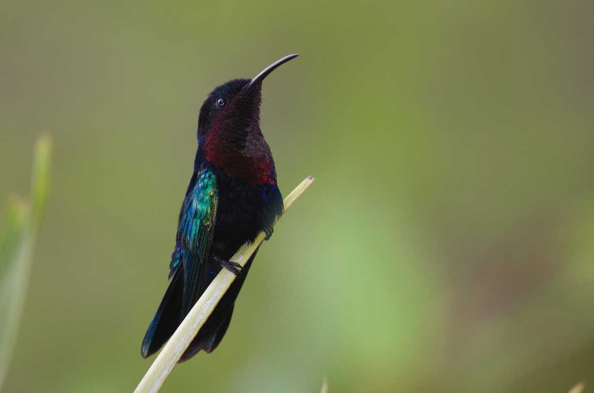 Colibri Madère