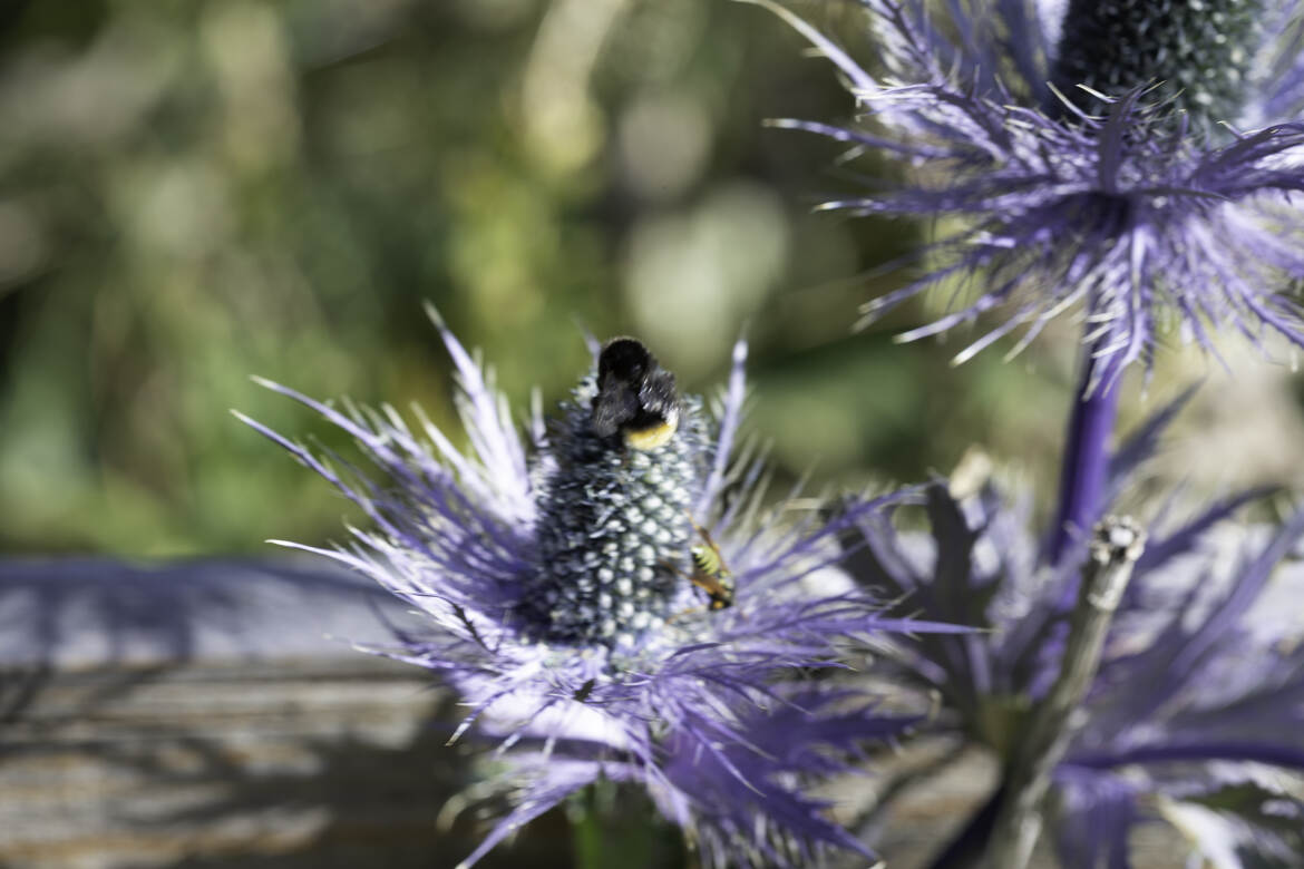 Chardon bleu des alpes