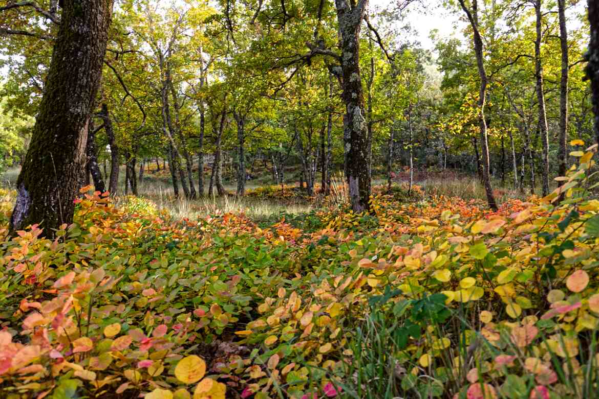 Sous bois en automne