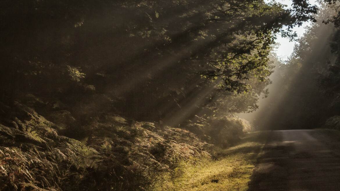 Rayons de lumière en forêt