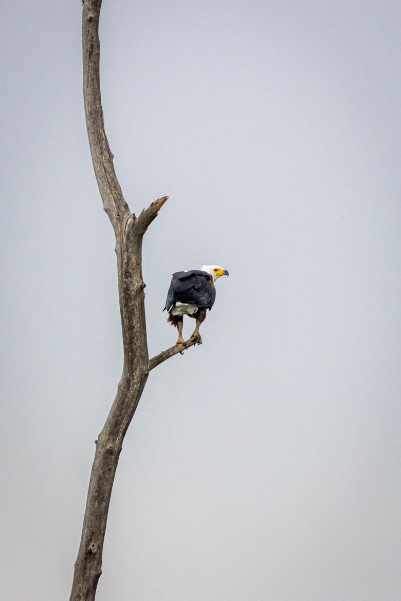 J'y vais ou j'y vais pas ?
