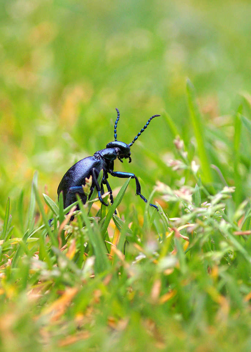 Le Staphylin Noir