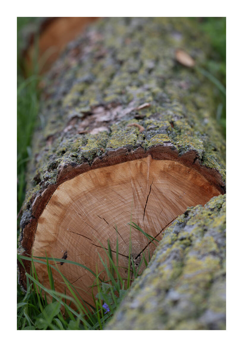 tronc d'arbre récemment coupé