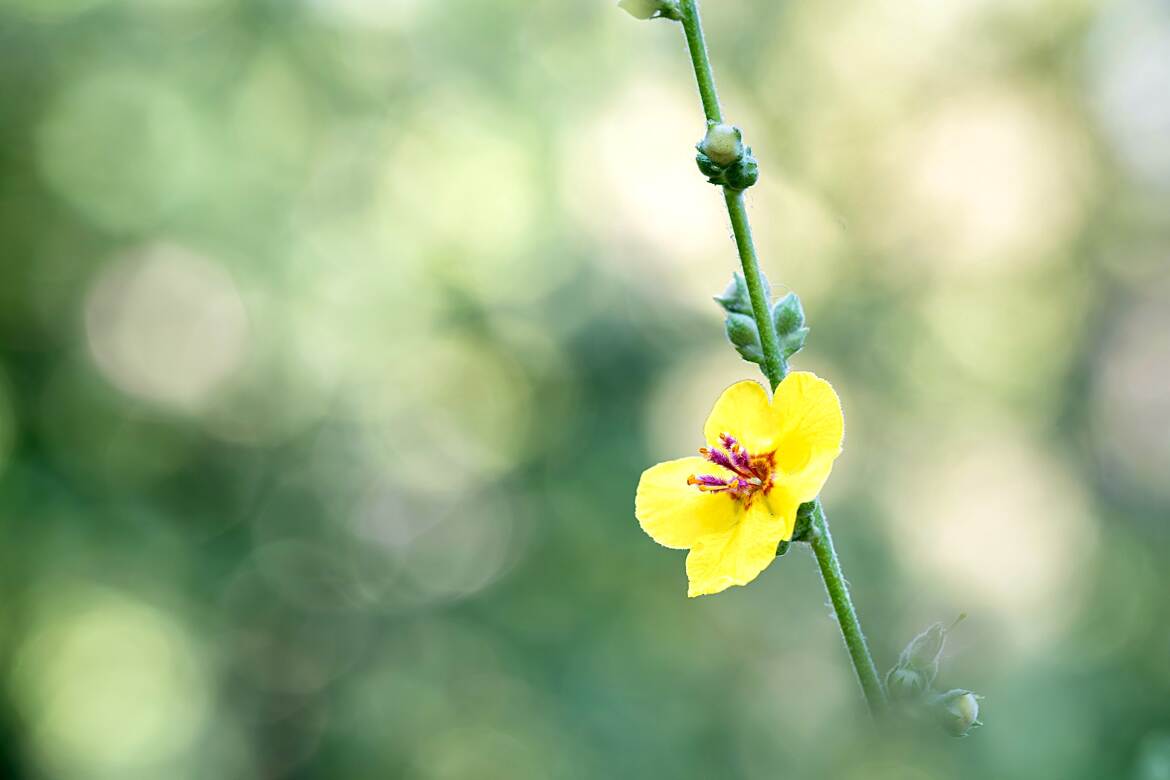 Émergence florale