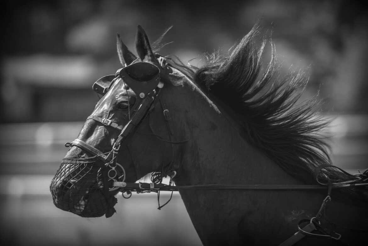 Ch'val dire à ma mère ...