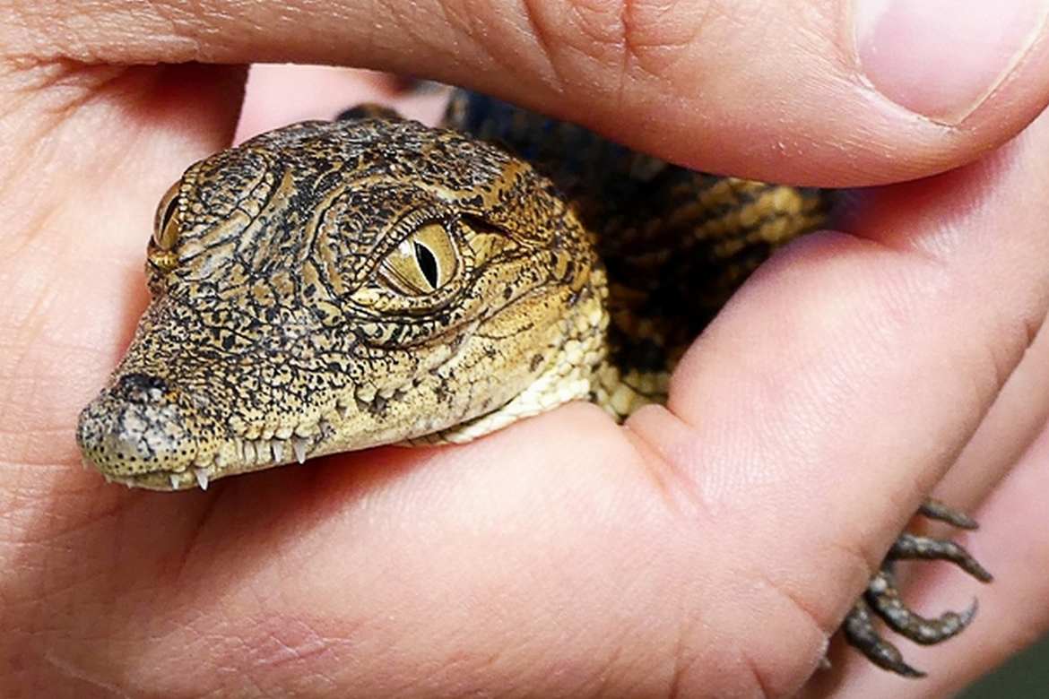 Alors là, j'ai pris un gros risque avec ce BB crocodile du Nil