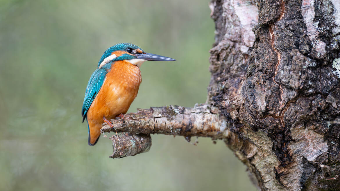 Maître Martin sur un arbre perché...