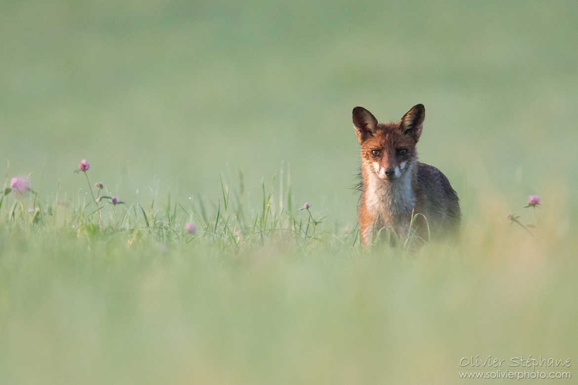 Renard roux - Vulpes vulpes - Fox