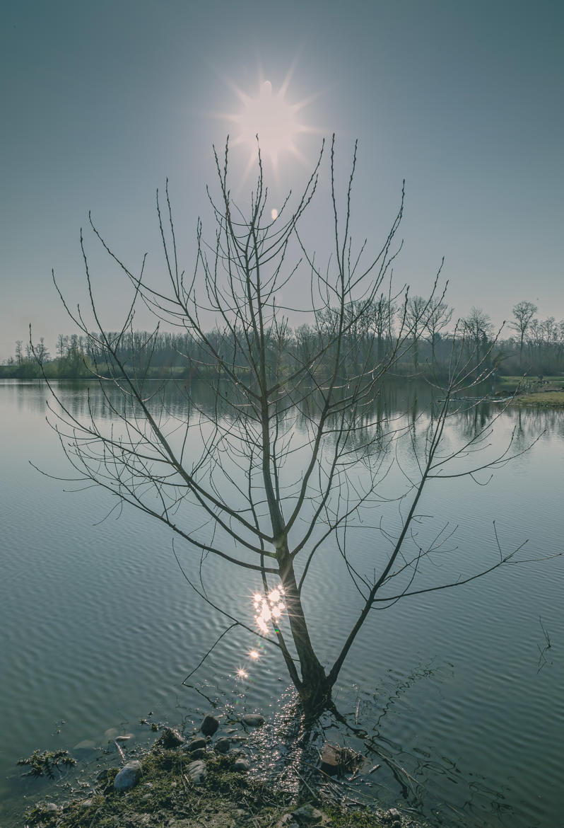 Arbre à soleil