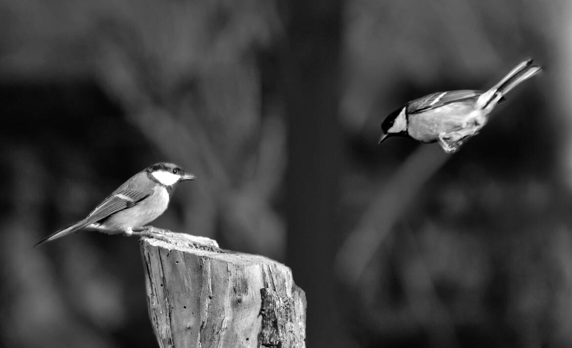 Nature monochrome (15)