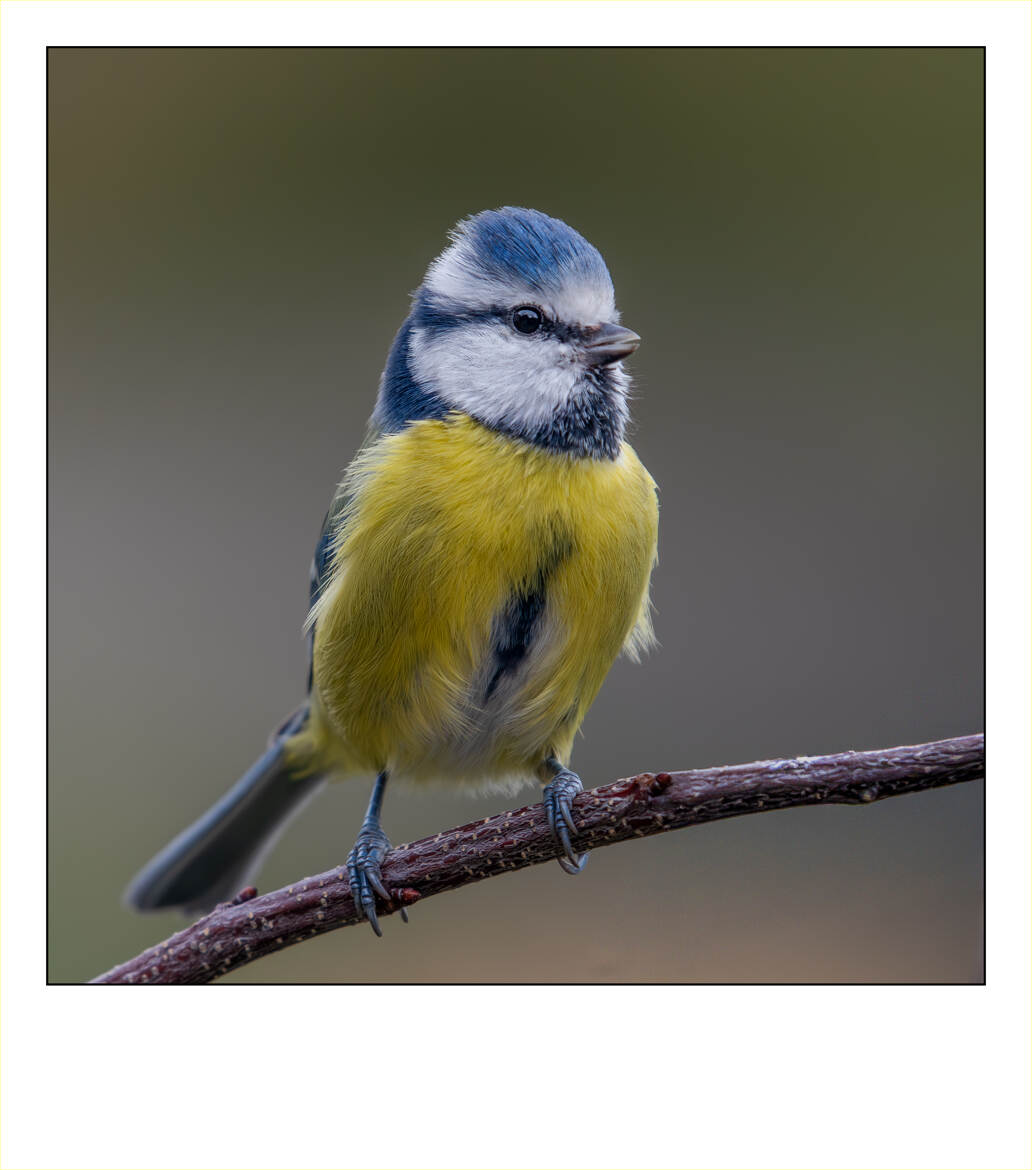 La plus commune dans nos jardins