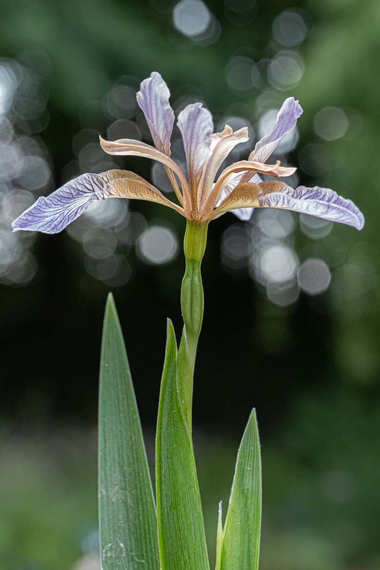 Iris fétide