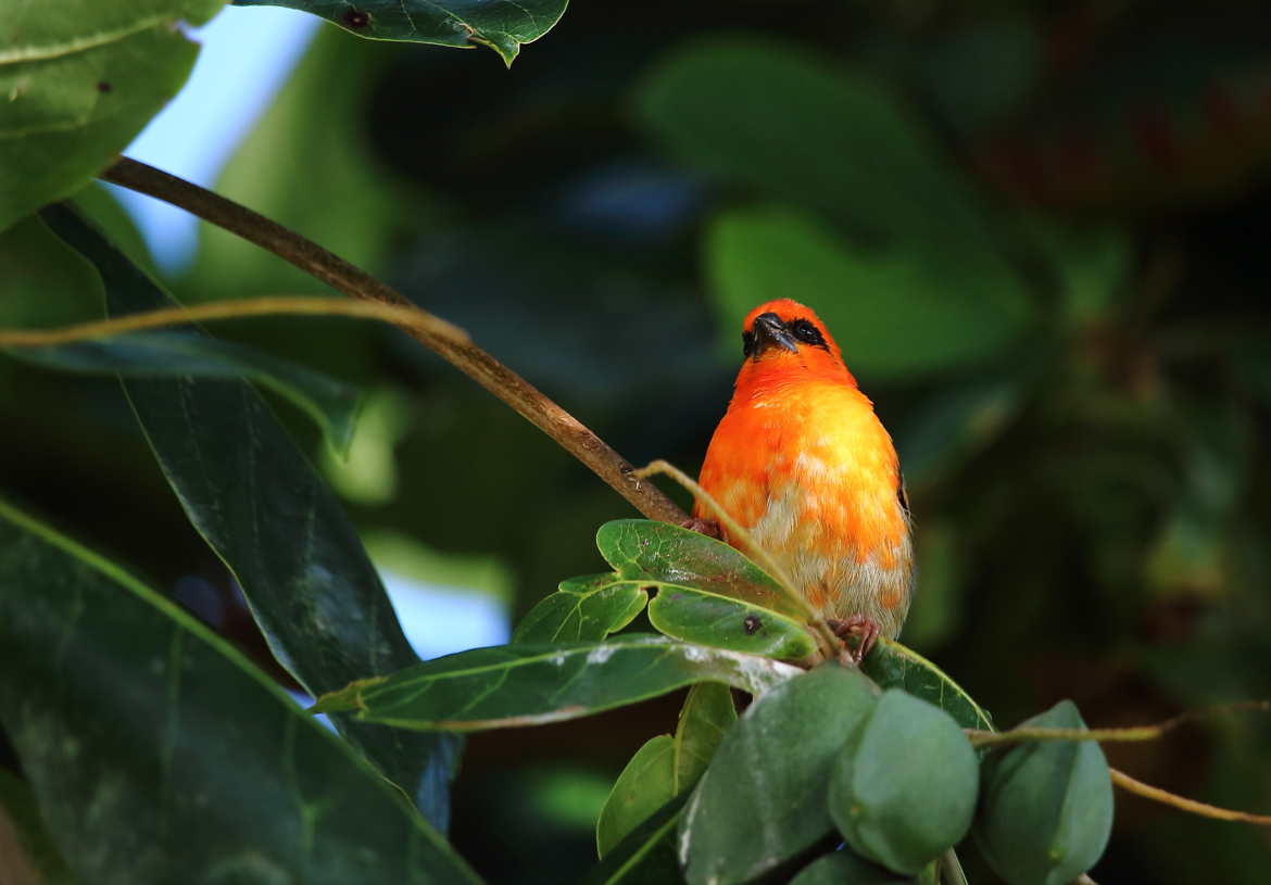 Cardinal