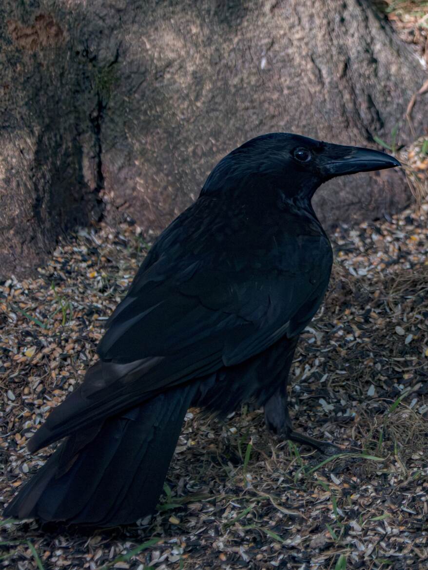 corbeau freux (Corvus frugilegus).
