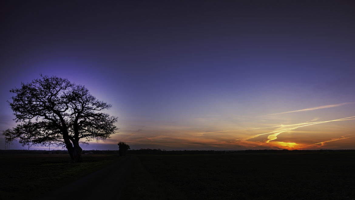 Sunset sur le vieux chêne