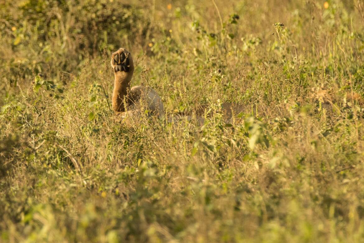 Kruger: Sieste royale