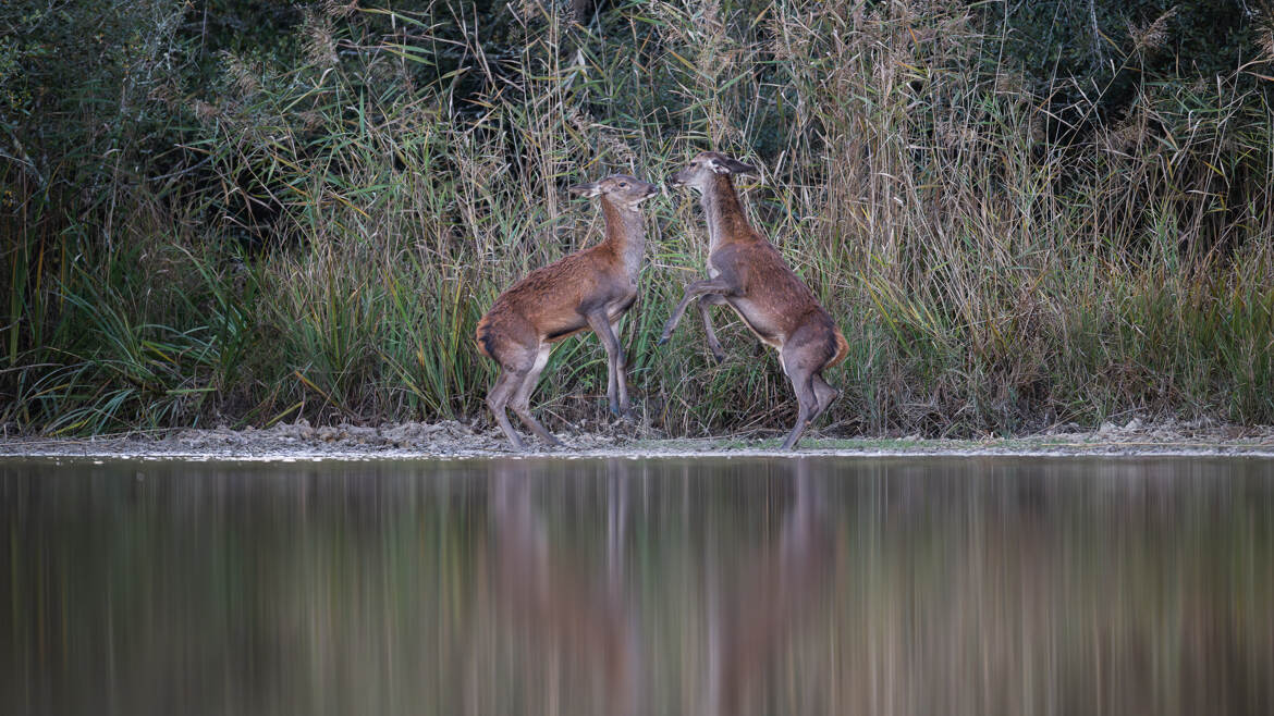 En position de combat