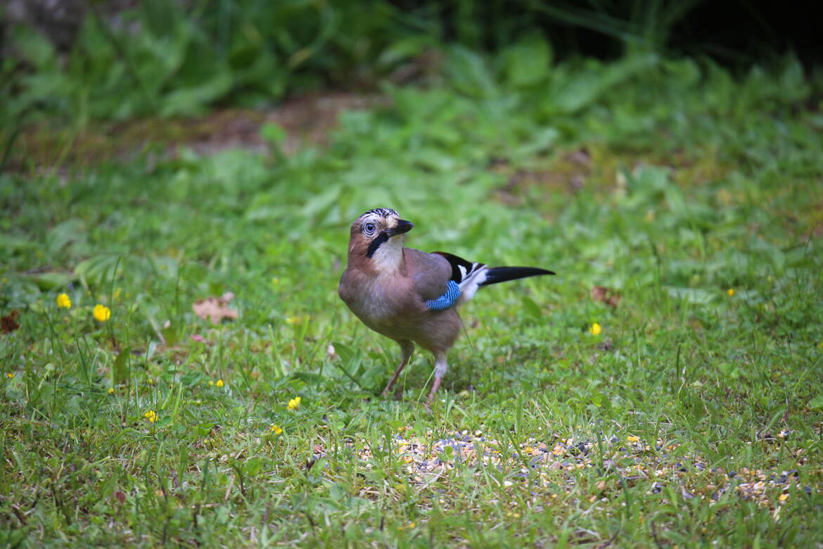 Les sentinelles bruyantes de la forêt.