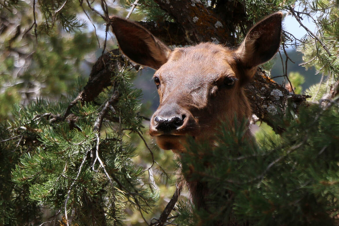 Portrait à Yellowstone park