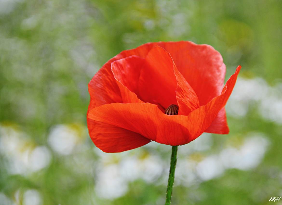 Éphémère coquelicot