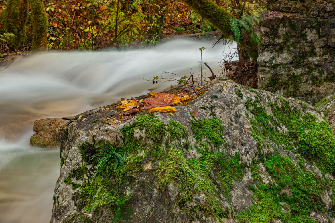 Quelques feuilles