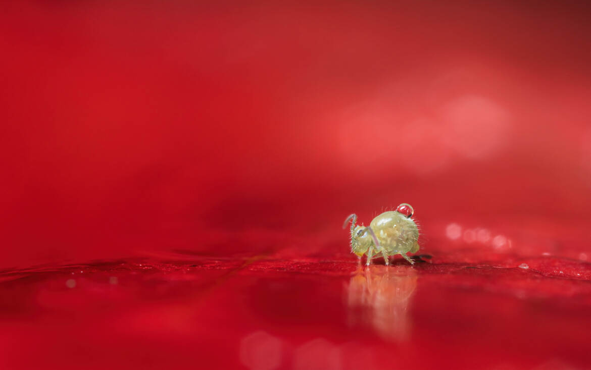 Le petit porteur d'eau!