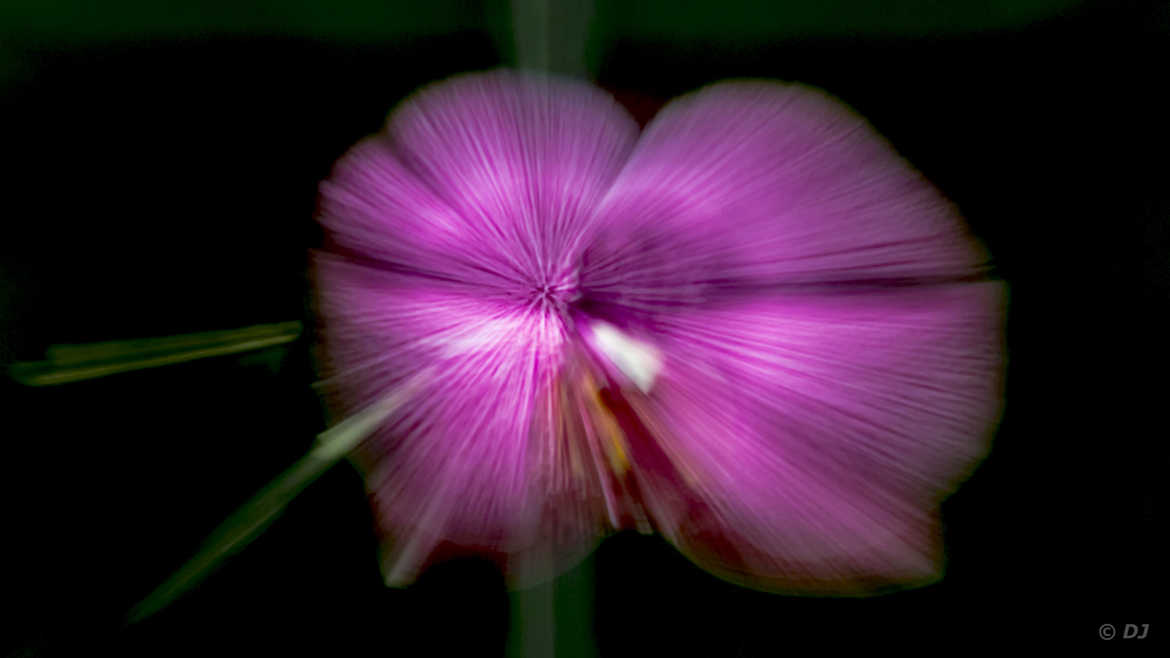 Orchidée et zoomming