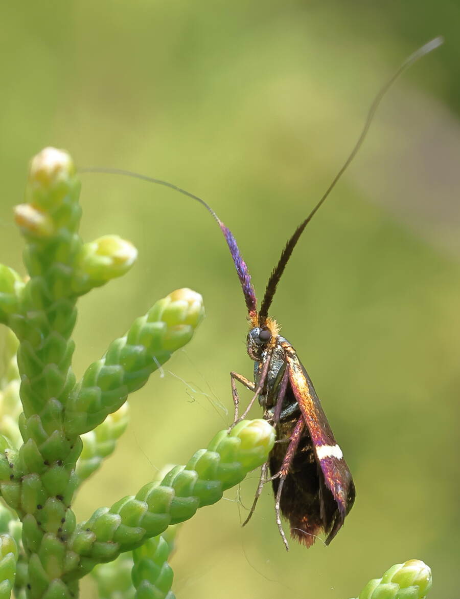 Papillon Adèle