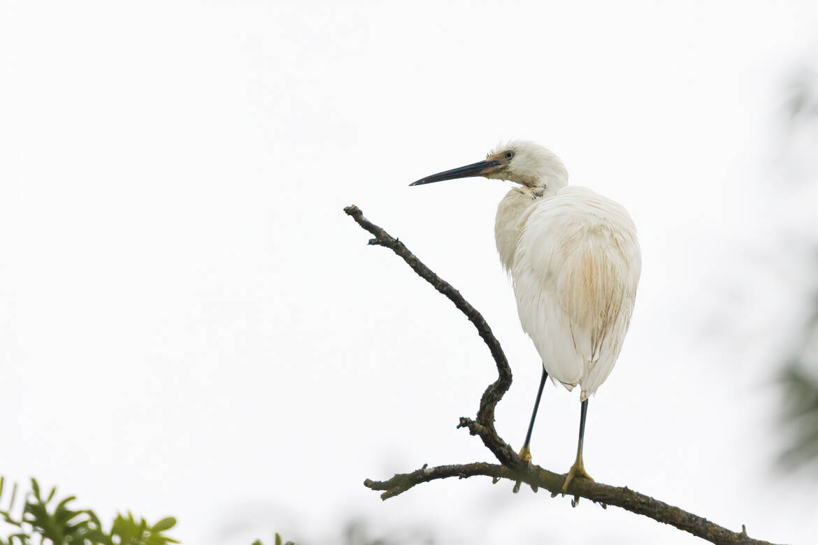 Aigrette perchée