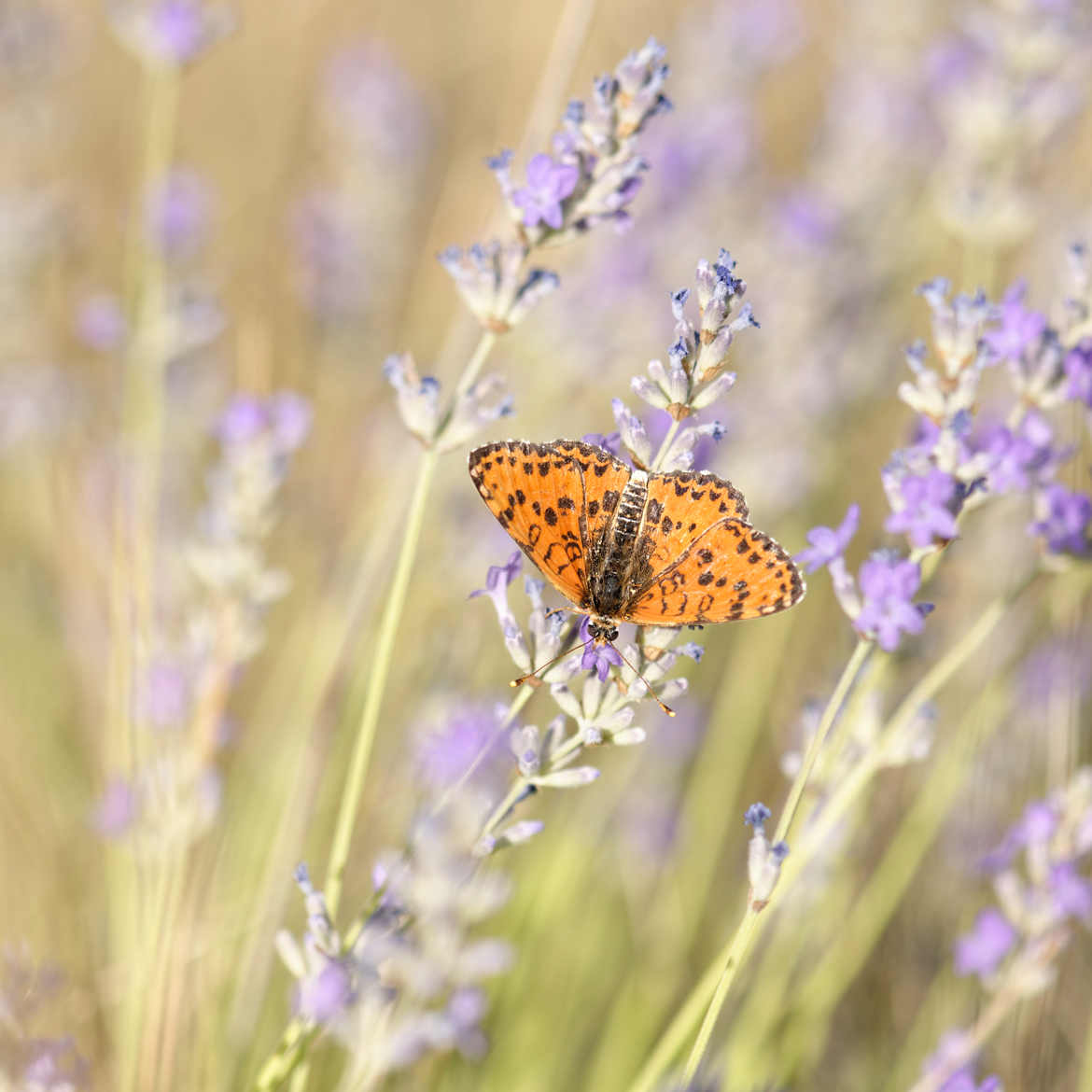 Mélitée dans la lavande.