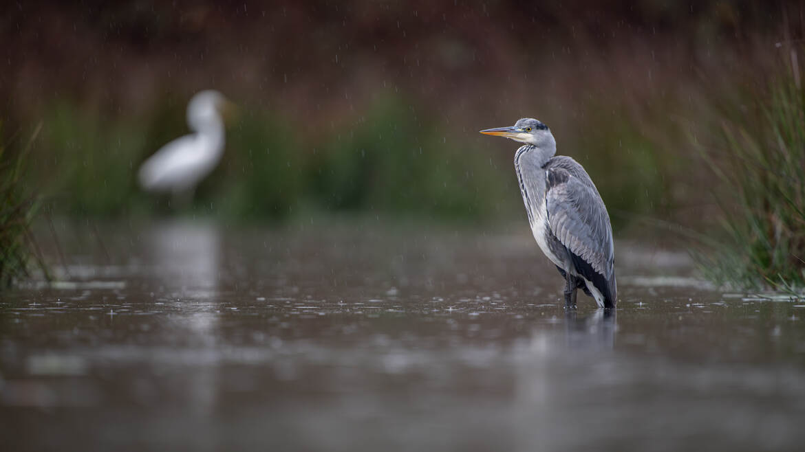 Les gardiens de l'étang