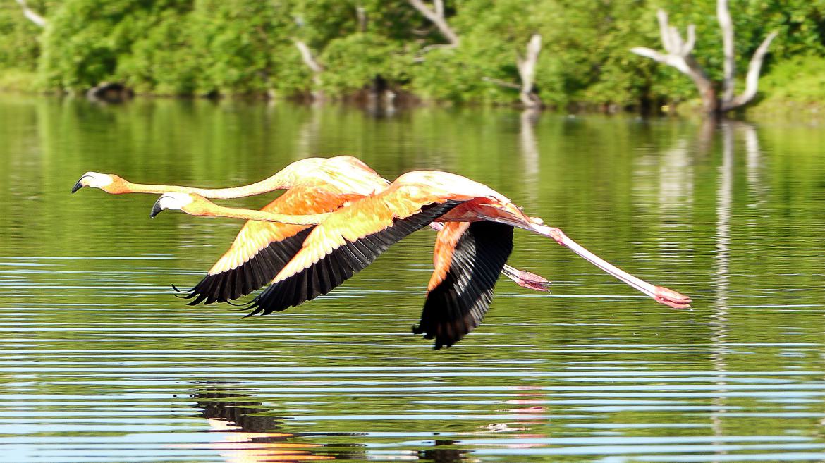 Flamingo Synchronicity