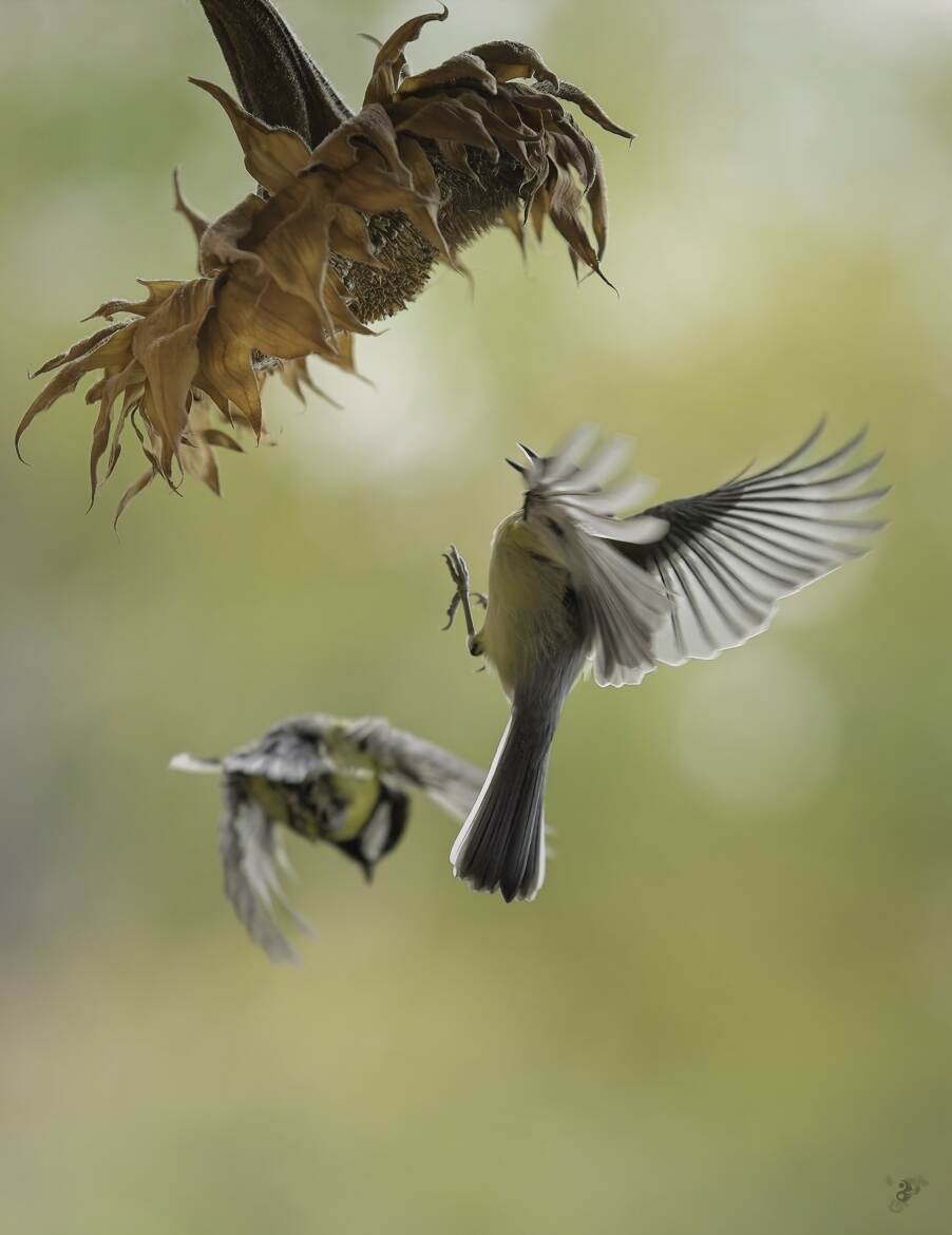 Médange et tournesol