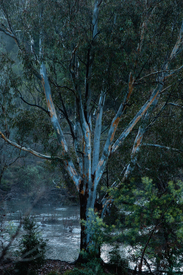 eucalyptus après la pluie