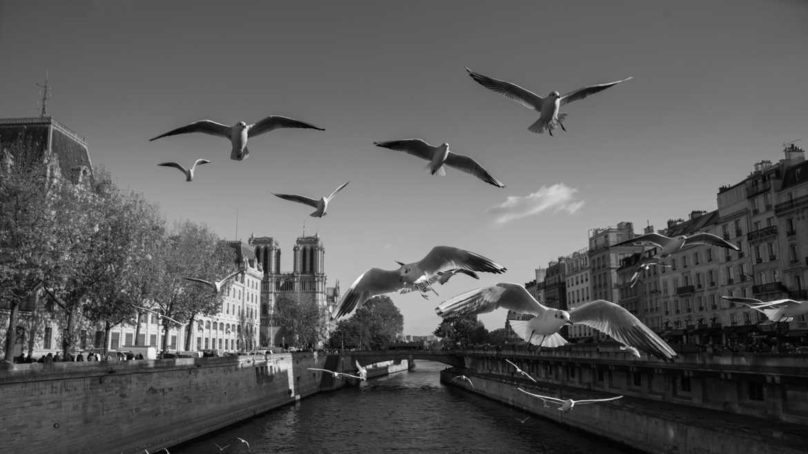 Mouette à Paris