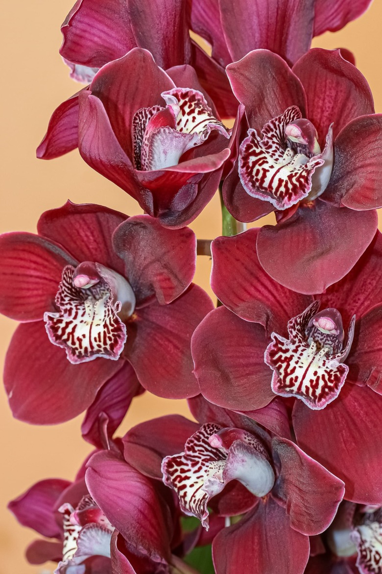 Archives orchidophiles (5)