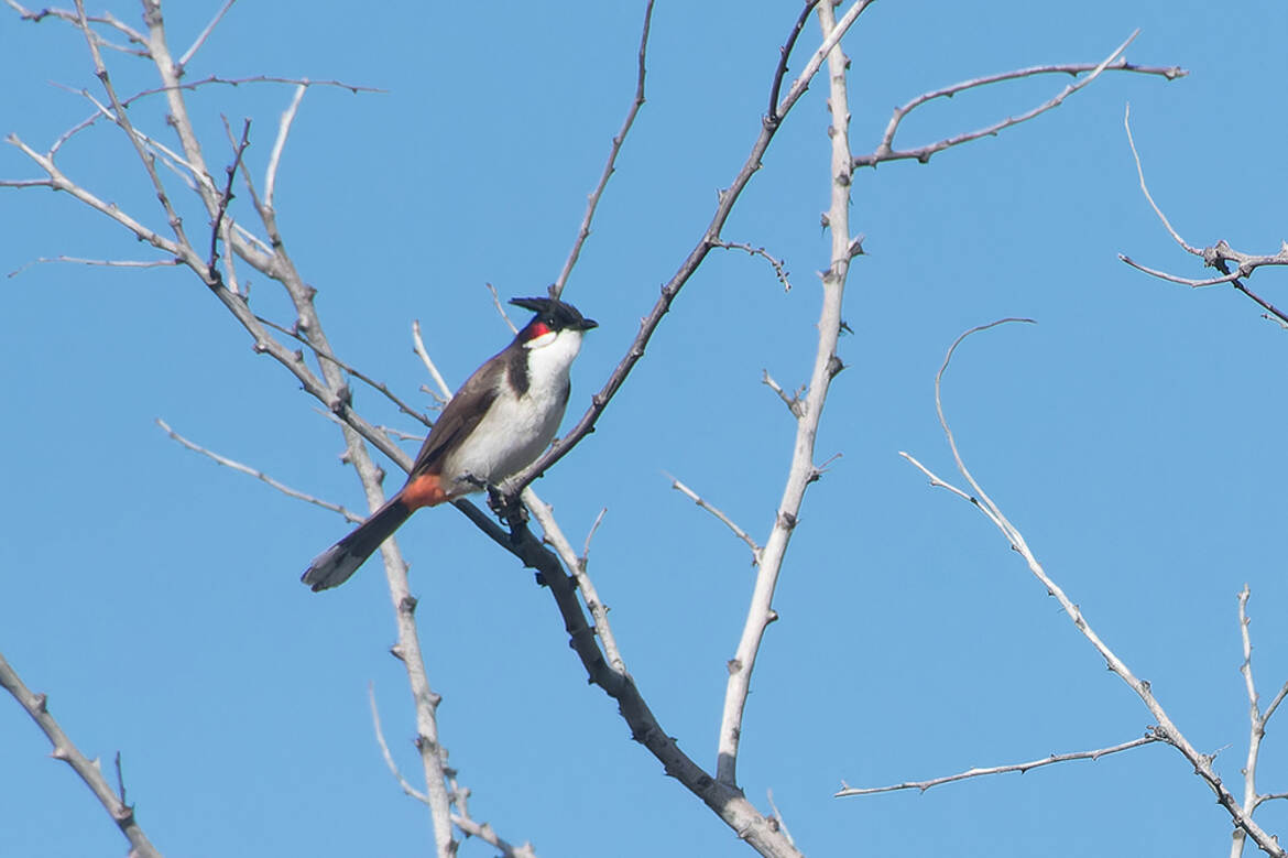 Bulbul orphée