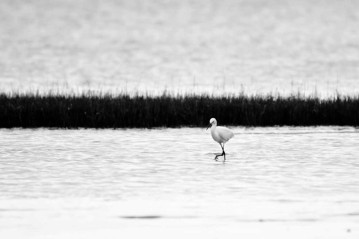 Aigrette