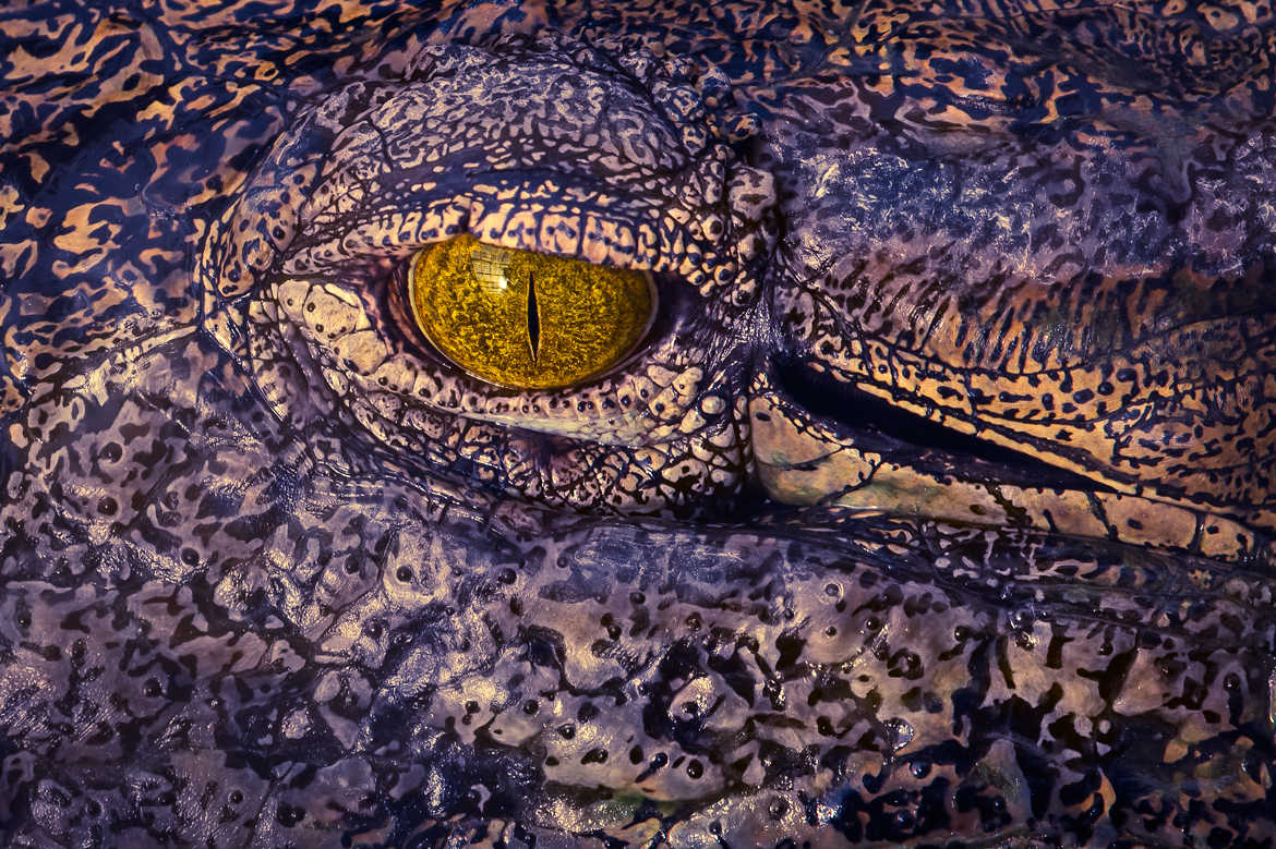 Concours Photo - Reptiles - Je vous ai à l'oeil par Pictur