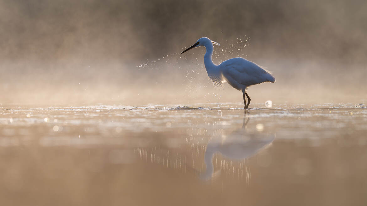 Reflet d'or et de brume