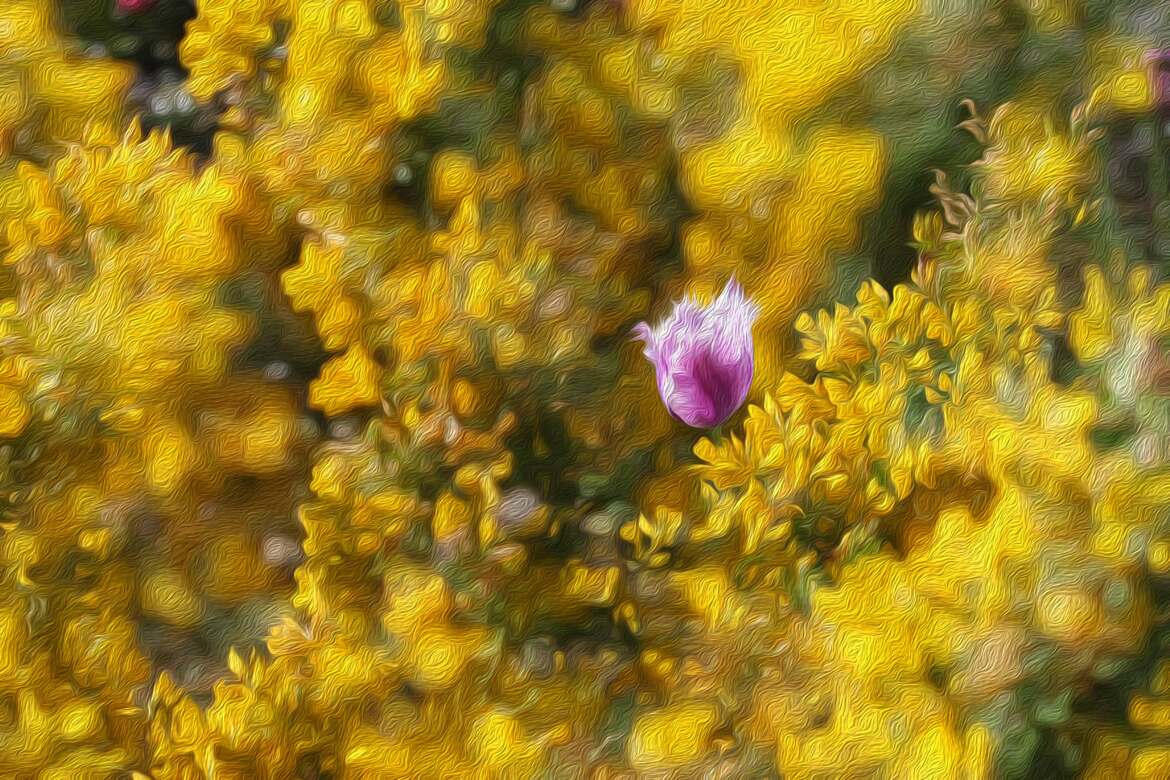 Floraison printanière