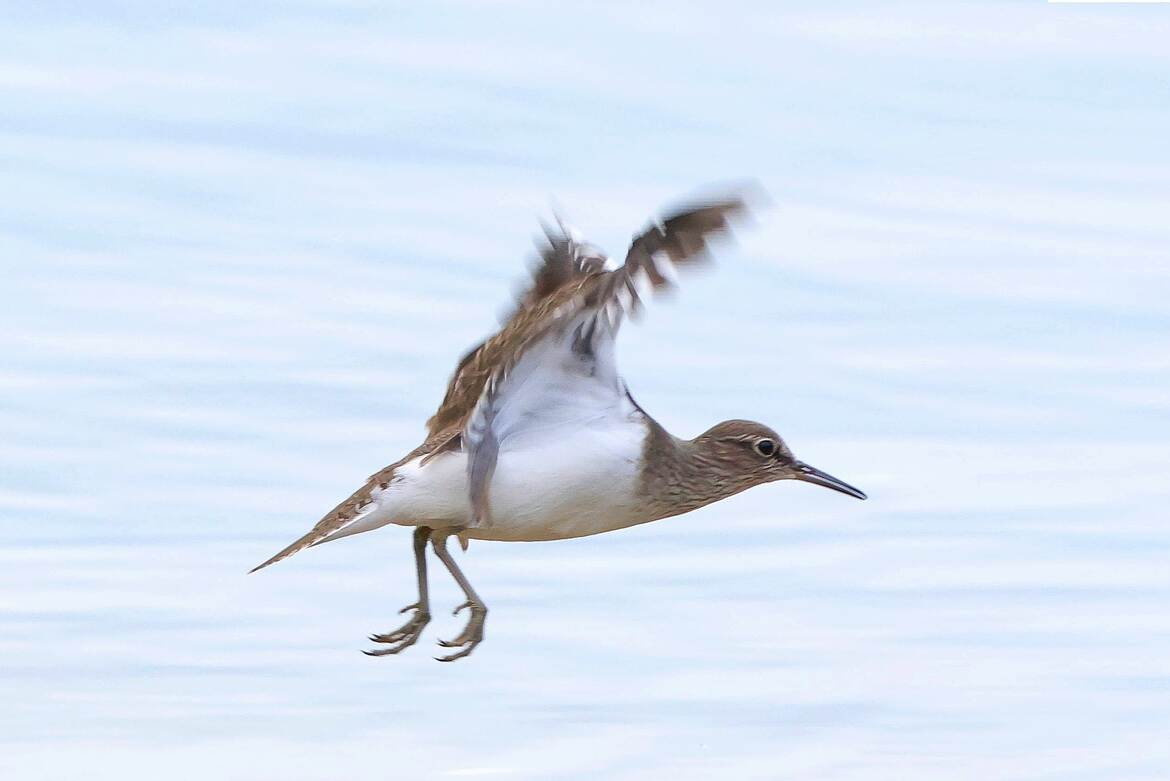 le départ du chevalier