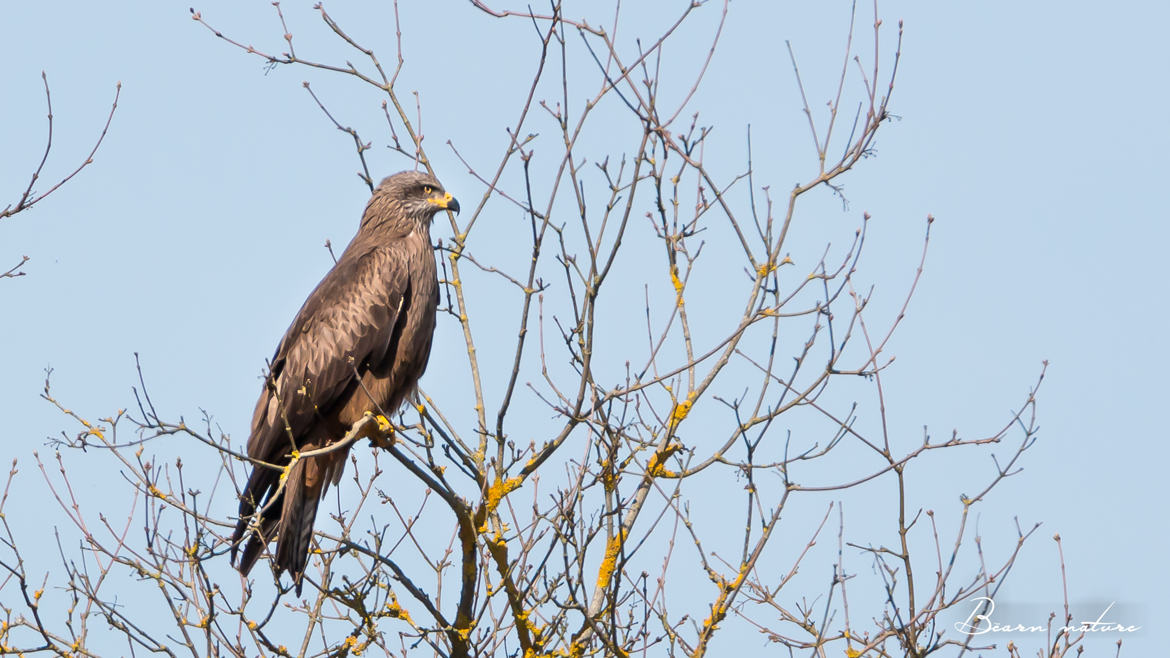 RAPACE